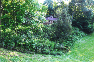 Brush clearing overgrown vegetation