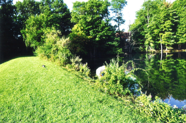 Brush clearing tree removal service