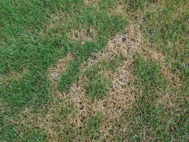 Pythium Blight lawn disease