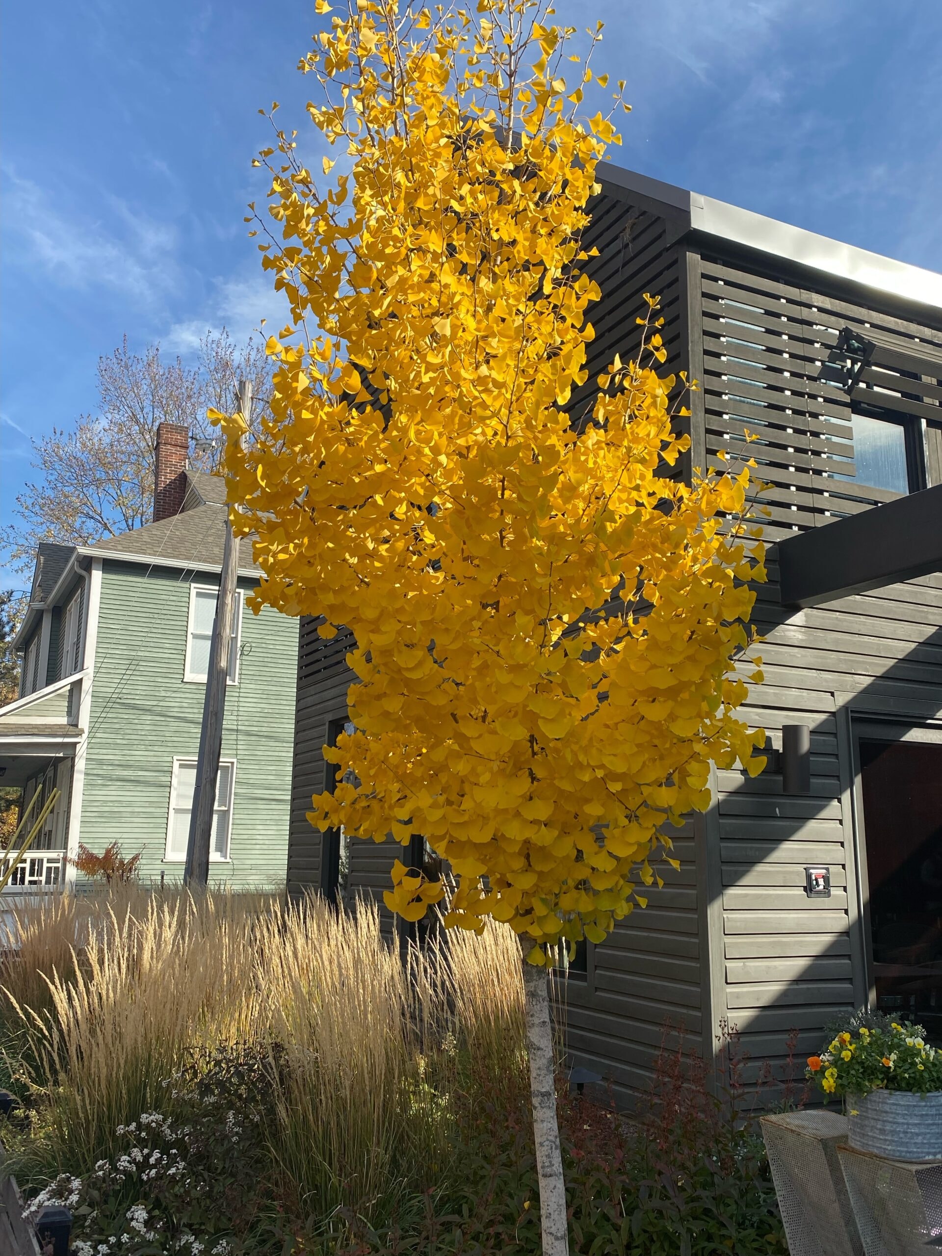 Tree and shrub care arborist professional services
