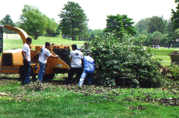 Storm debris cleanup tree removal service