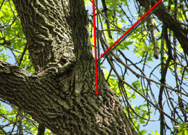 Red rope secured tree branch cabling