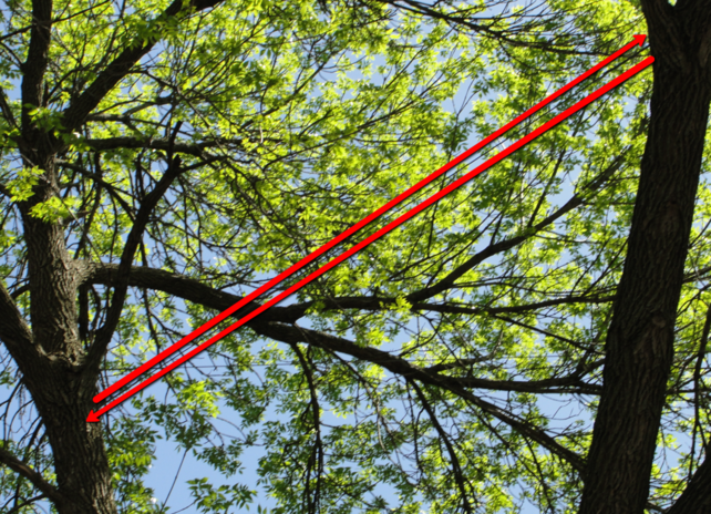 Red rope strung between tree branches cabling