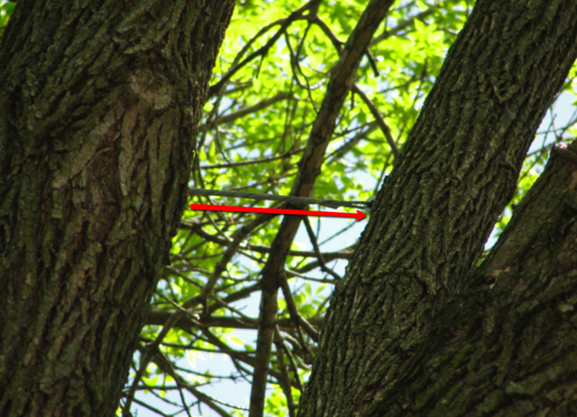 Red dragonfly perched on tree branch cabling