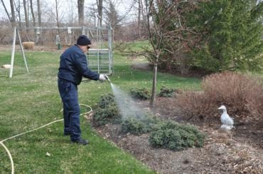 Tree shrub spraying disease insect treatment arborist