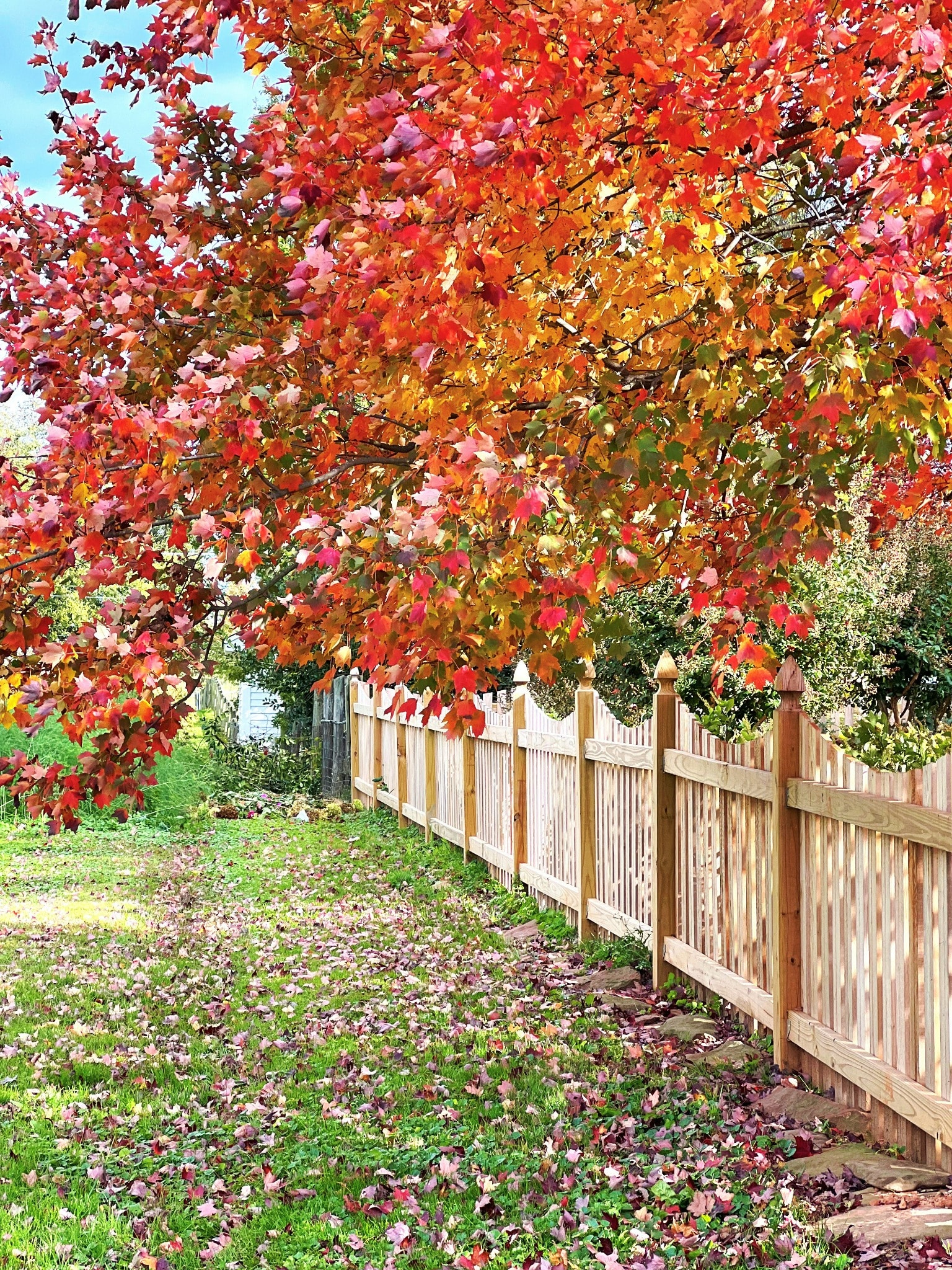 Autumn leaves above a wooden fence and lawn