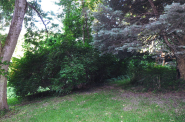 Brush clearing overgrown land vegetation removal