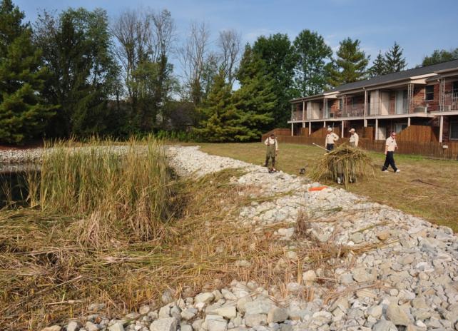 Cattail removal pond lake shoreline management