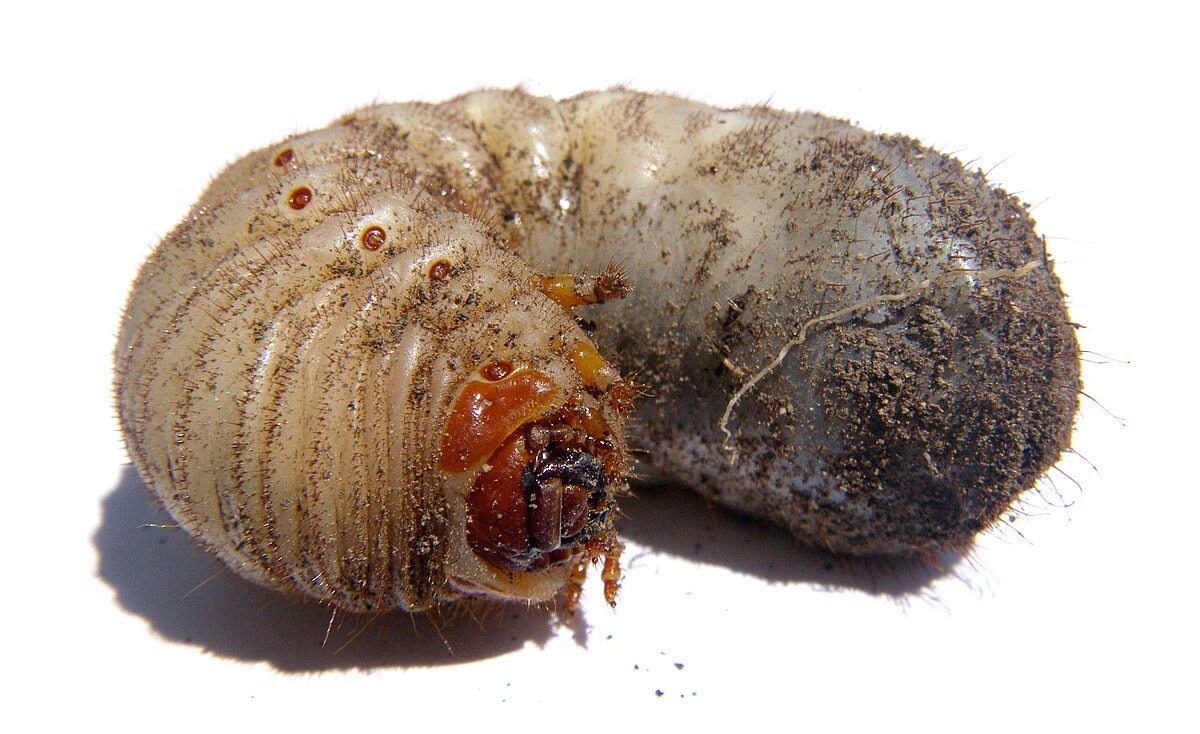 White grub lawn insect pest in soil