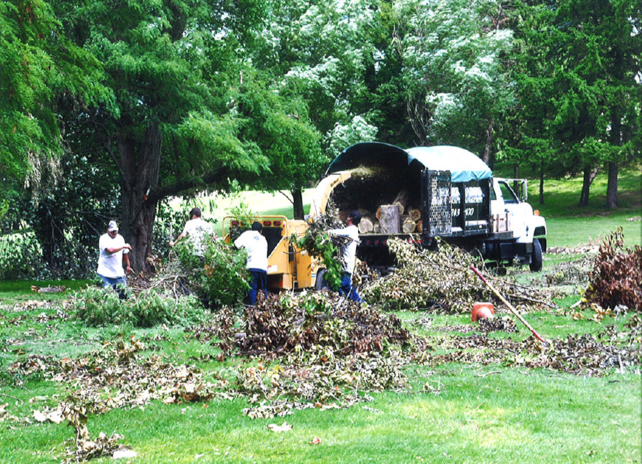 Storm damage fallen tree cleanup debris removal