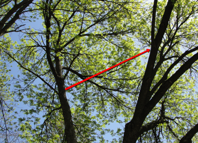 Red rope strung between tree branches tree cabling support