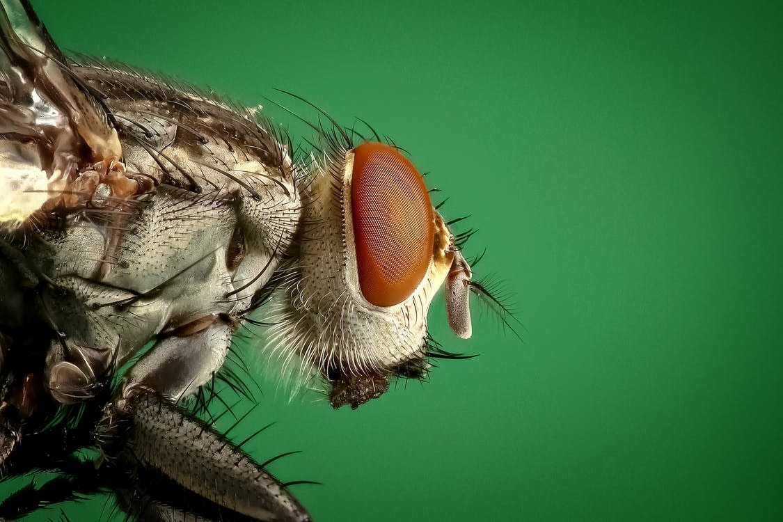 Close-up macro housefly insect perimeter pest control