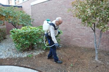 Landscape bed weed control ornamental plants mulch