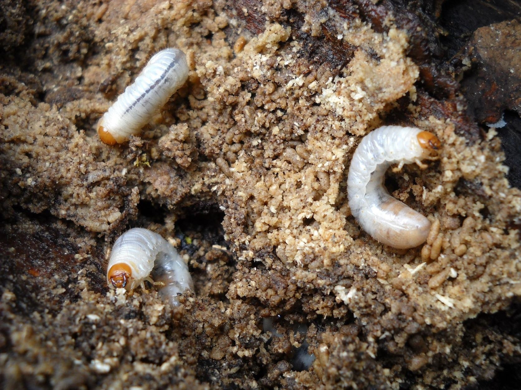 Beetle larvae grubs in soil lawn damage