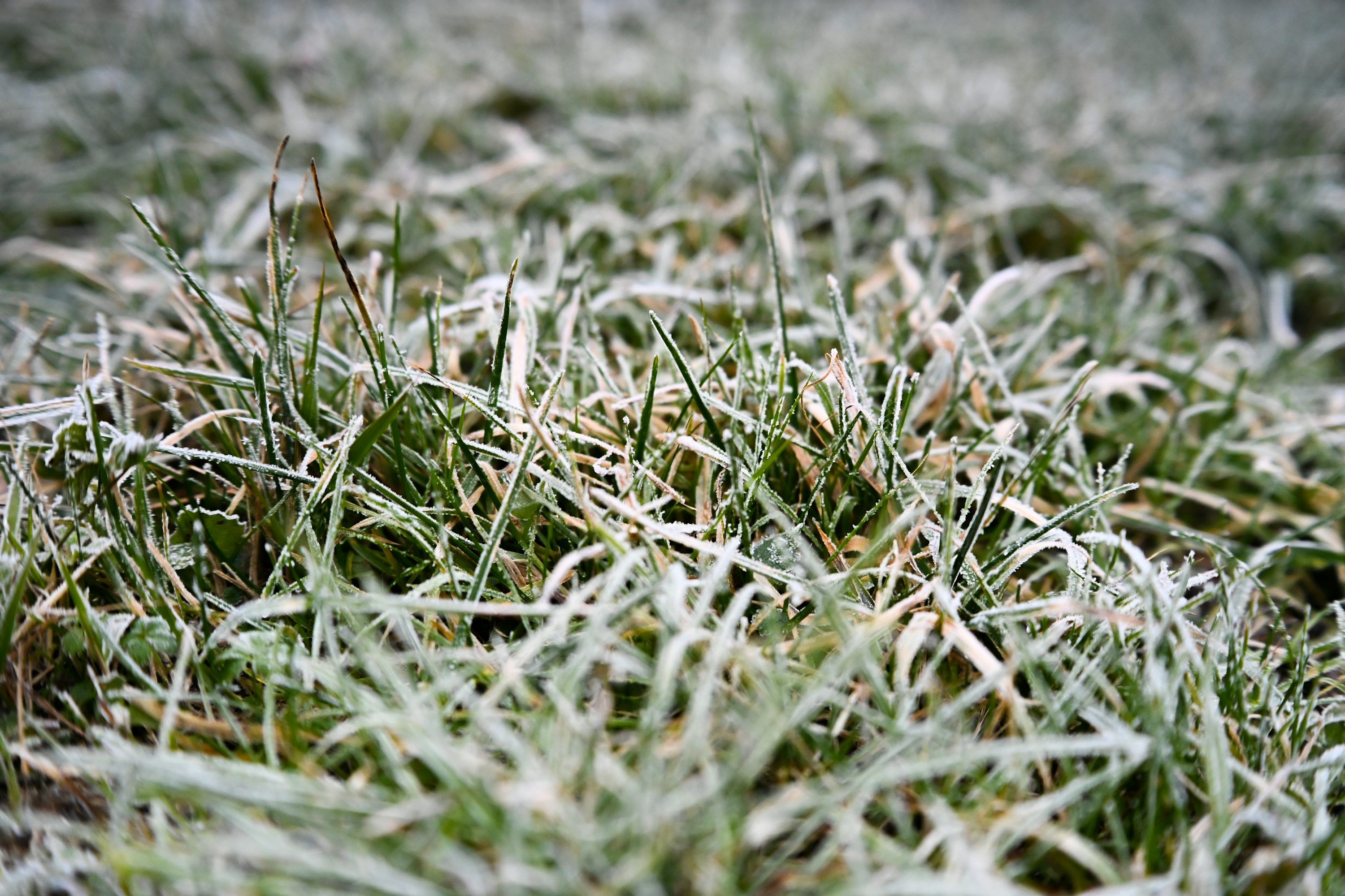 Frost covered grass in close-up view
