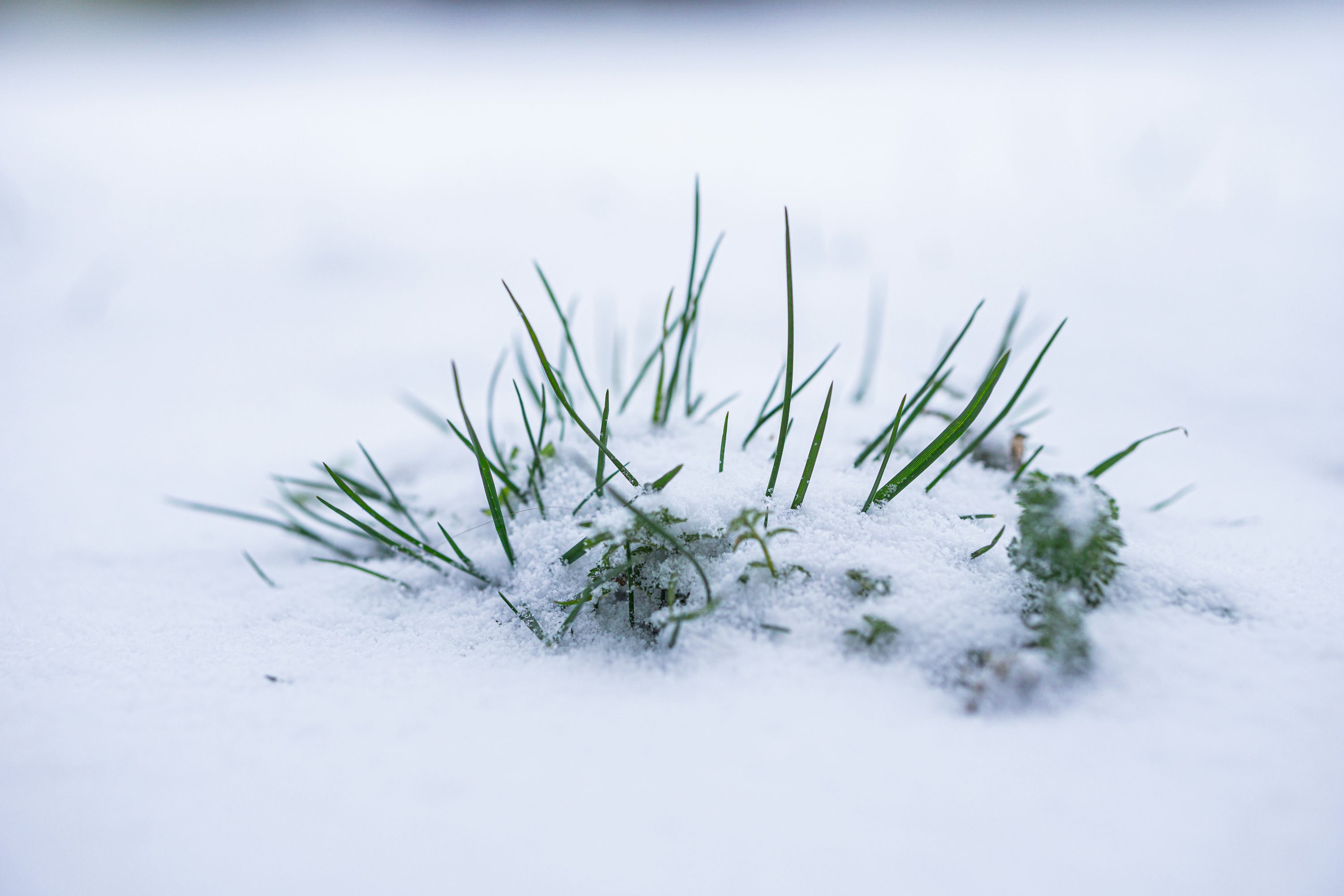A small patch of grass covered in snow