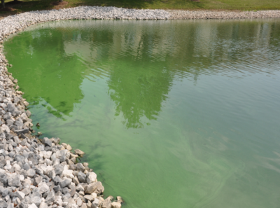 Commercial Algae & Weed Control - Aquatic Control