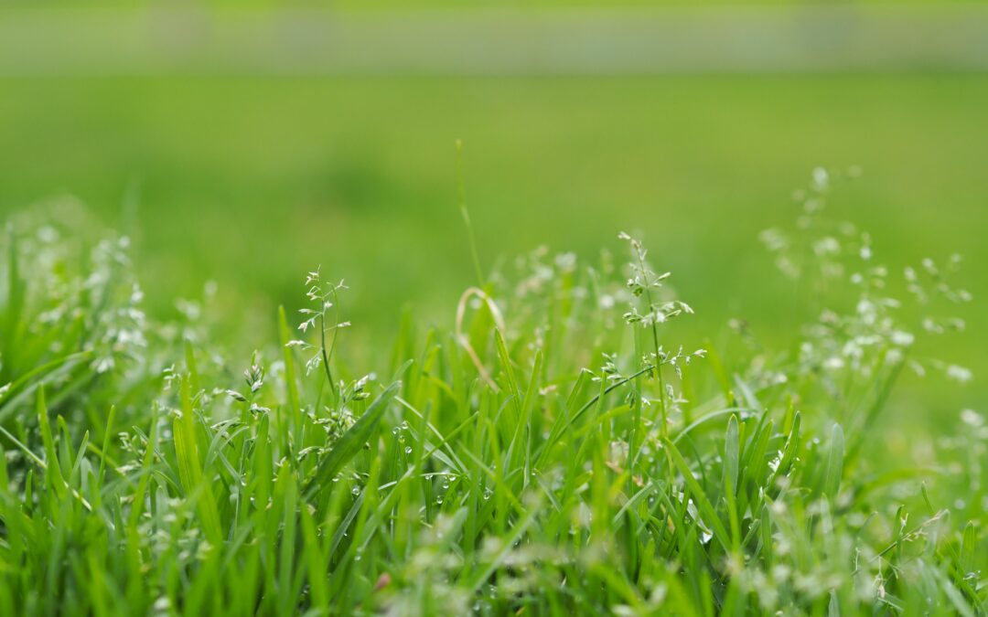 Seeding grass store in spring