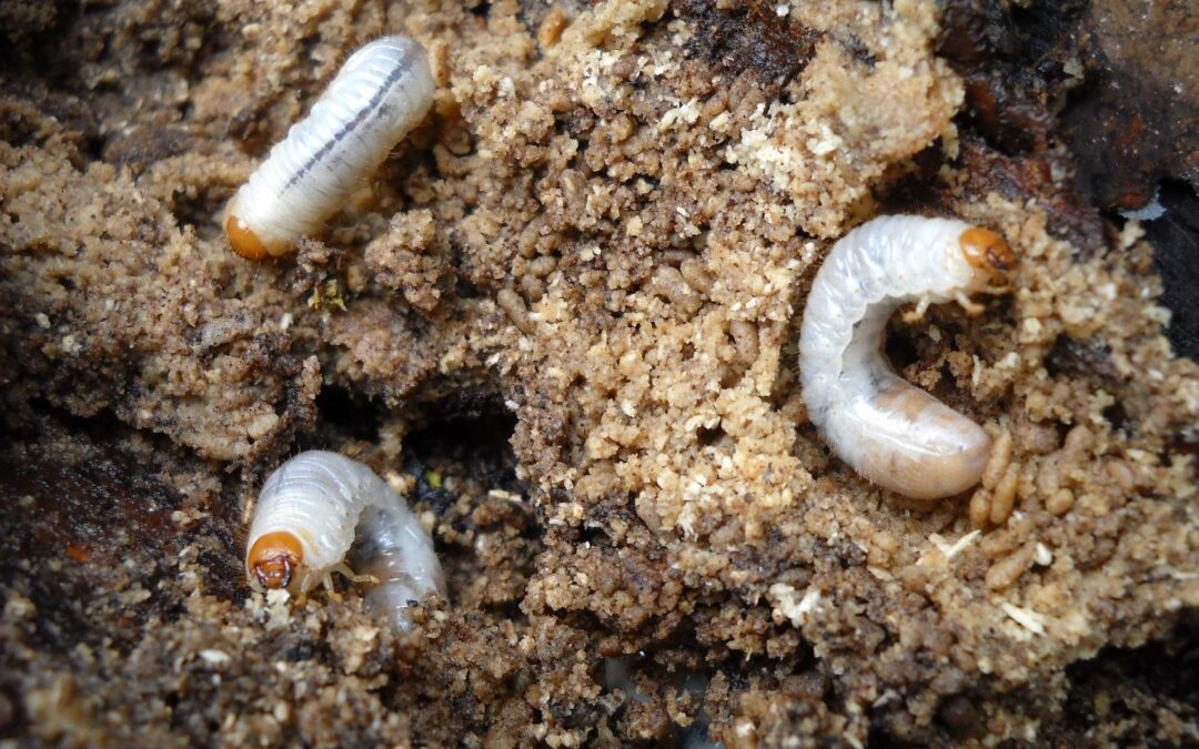How to Control Grubs in Your Lawn
