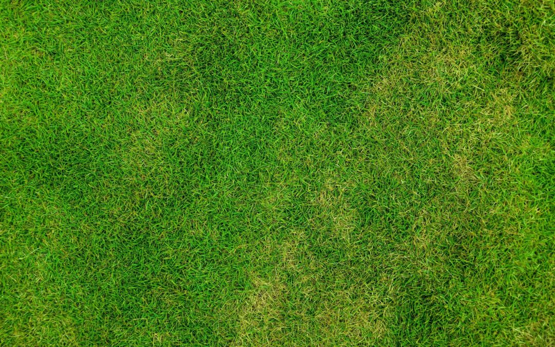 Should You Seed or Sod Your Damaged Lawn?