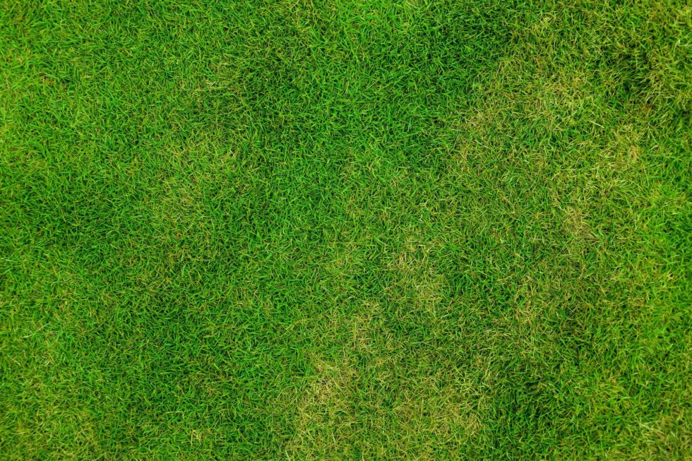 Should You Seed or Sod Your Damaged Lawn? Berger Hargis Landscape