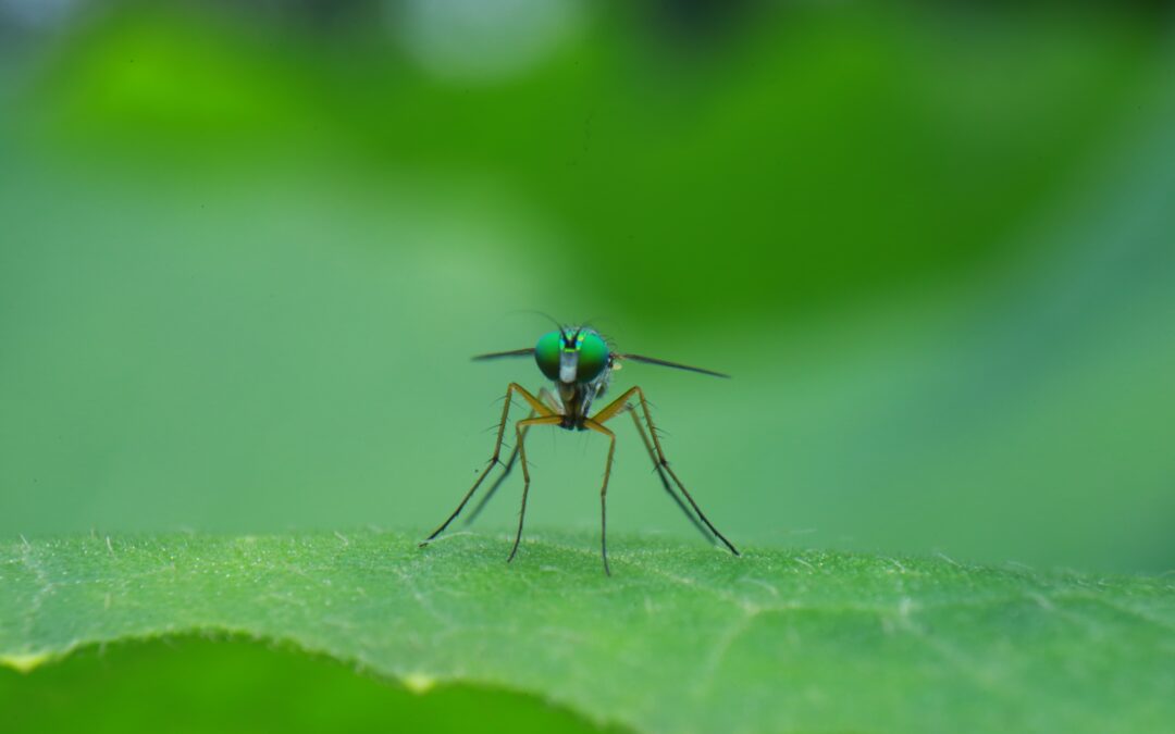Buzz Off! Mosquito Control for a Bite-Free Summer