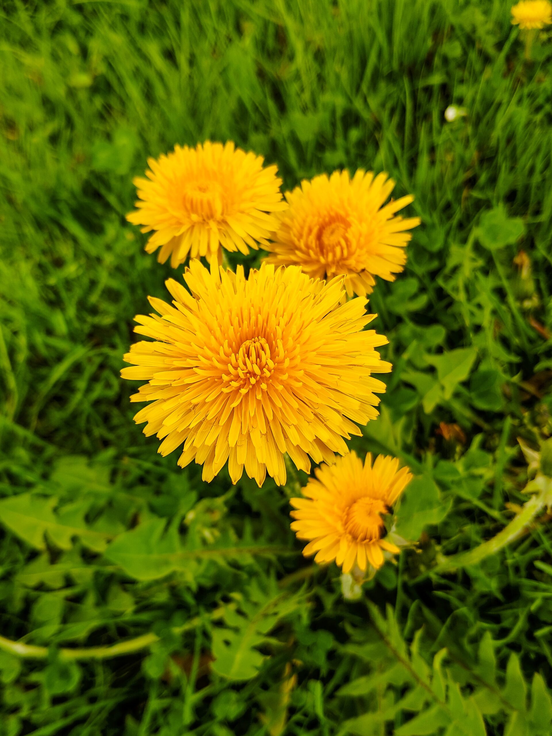 Why Fall Is the Best Time to Control Dandelions Berger Hargis