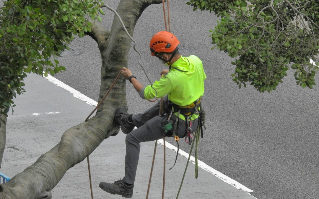 What Is Tree Surgery?
