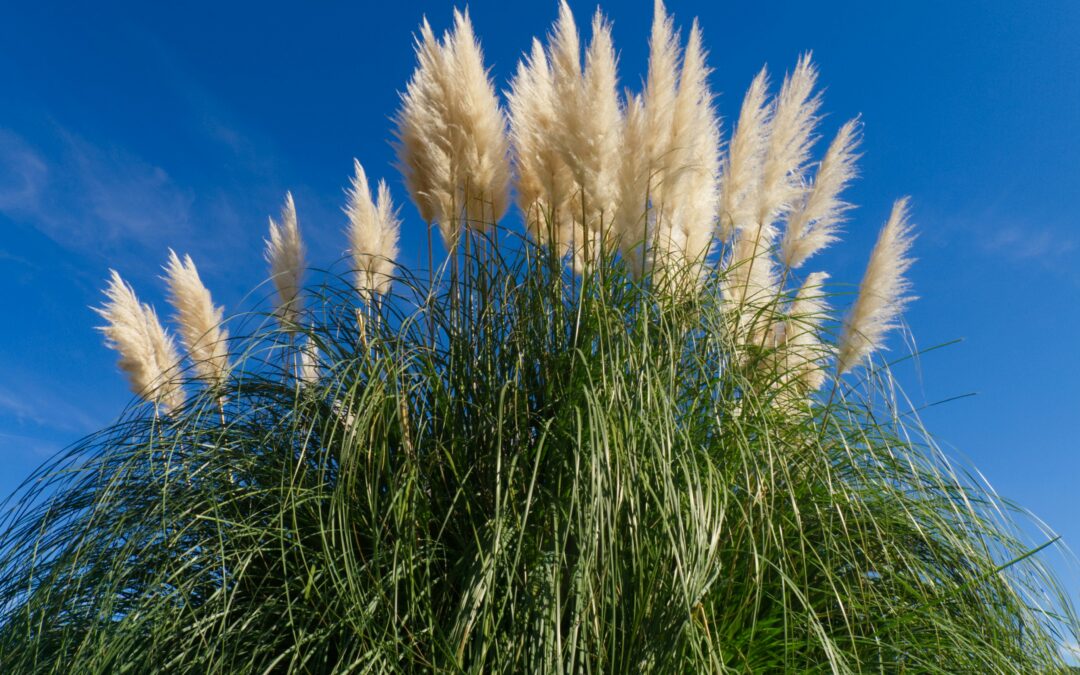 Enhancing Your Landscape with Ornamental Grasses