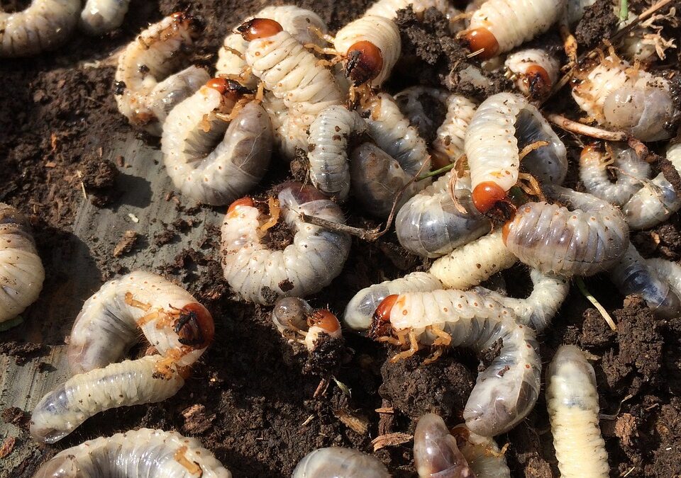 Controlling Grubs in Your Lawn