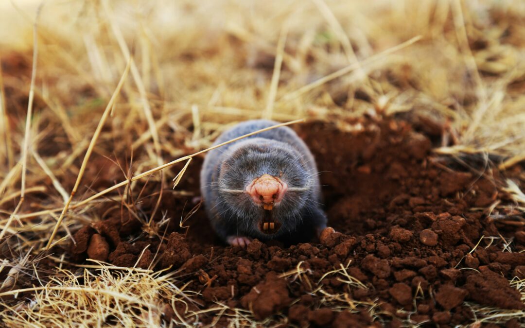 Do You Have a Mole Problem?