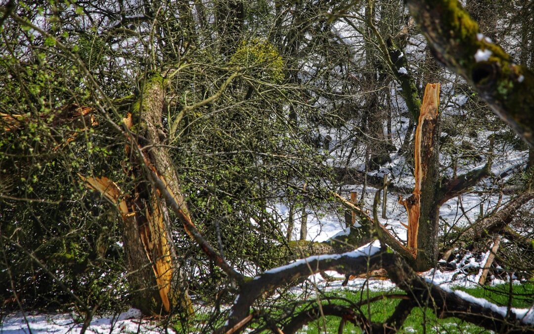 High Winds and Fallen Trees