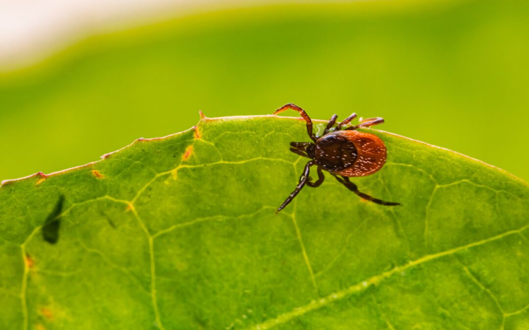 It’s Tick Season