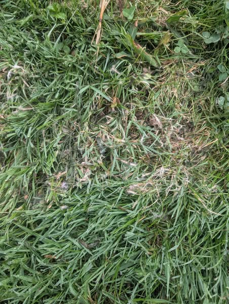 The Lawn Fungus Among Us