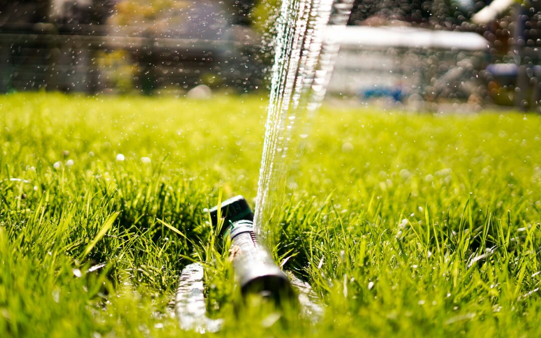 When to Water Your Lawn After Seeding