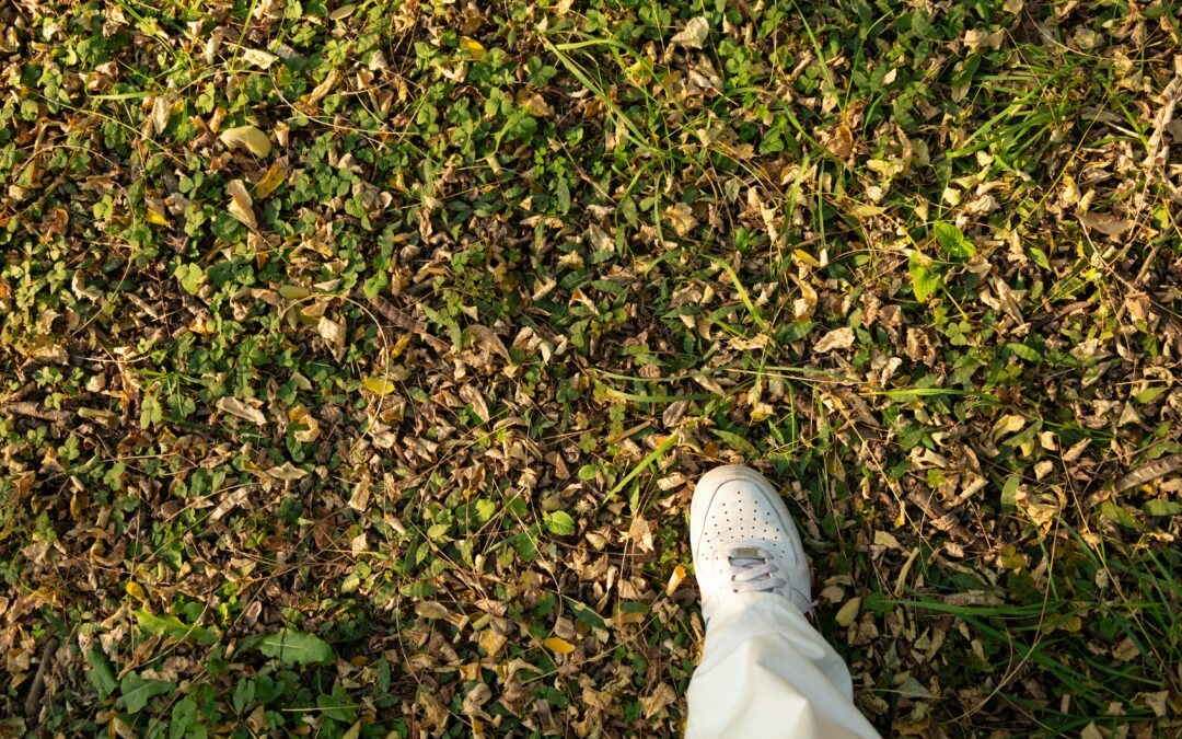 Does Winter Lawn Care Matter?