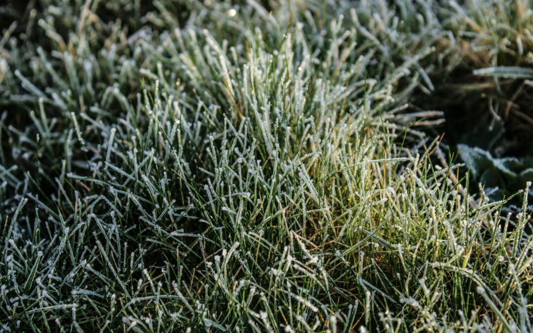 Should You Walk on Frozen Grass?