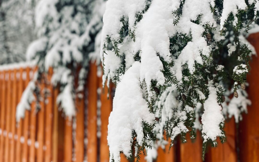 Should You Water Conifers in Winter?