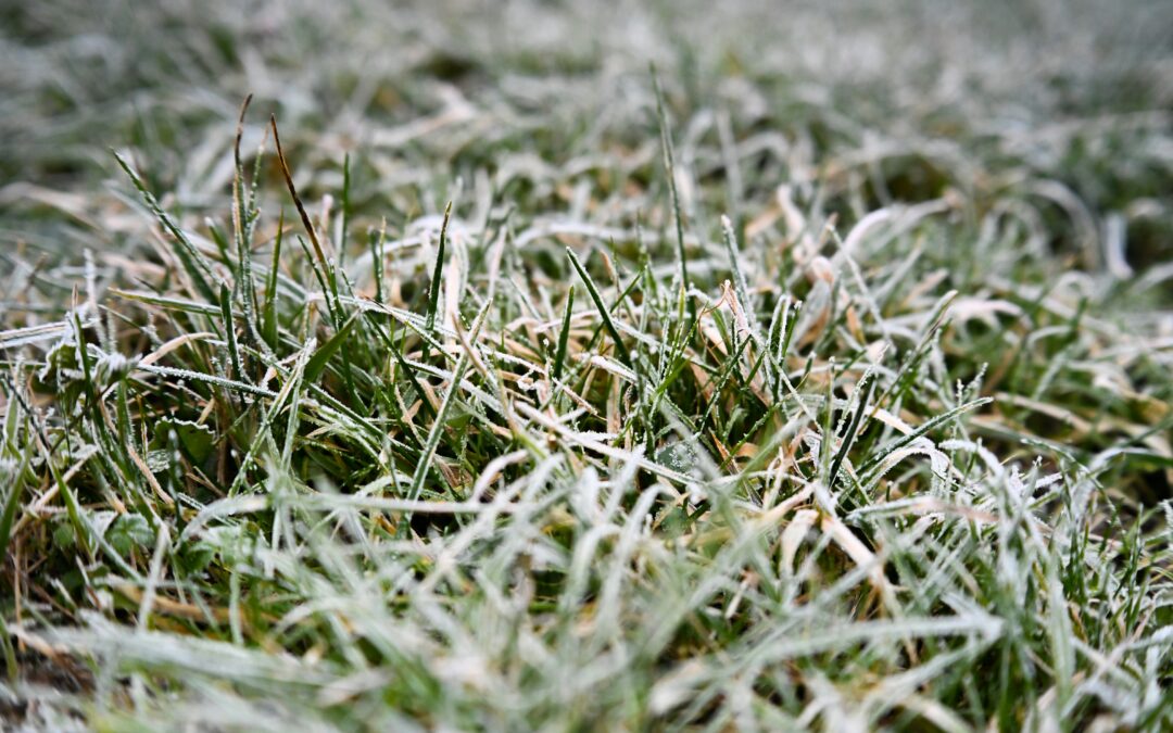 Dormant Grass Seeding
