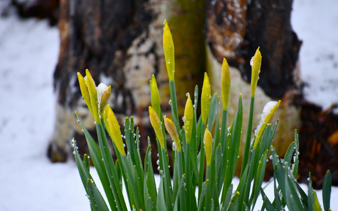 Spring Landscaping After Heavy Snow 