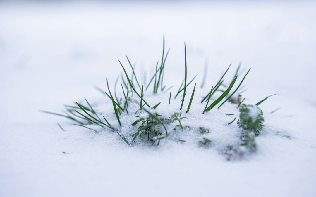 What Is Snow Mold?