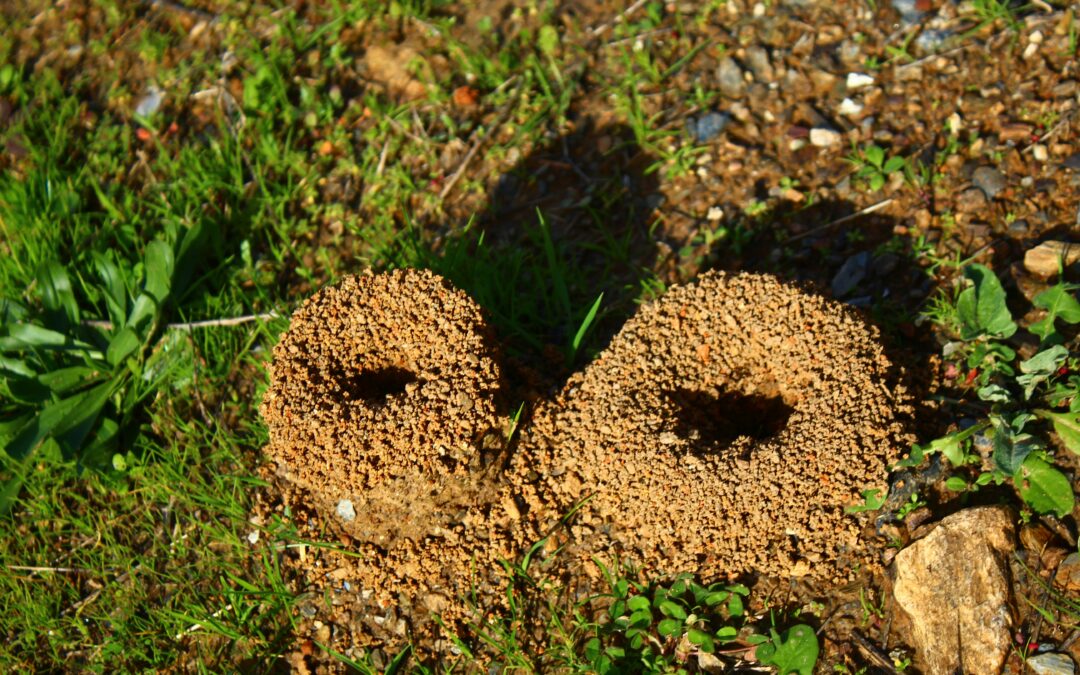 Controlling Ant Mounds in Your Yard