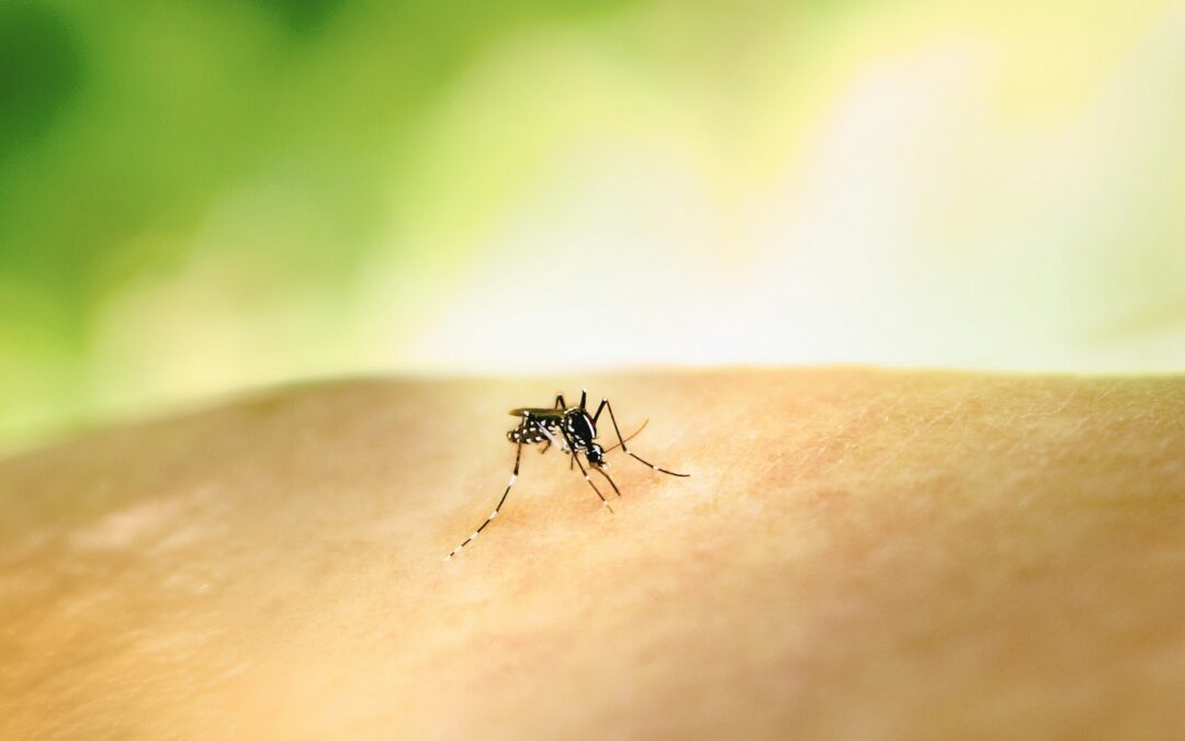 Controlling Mosquitos