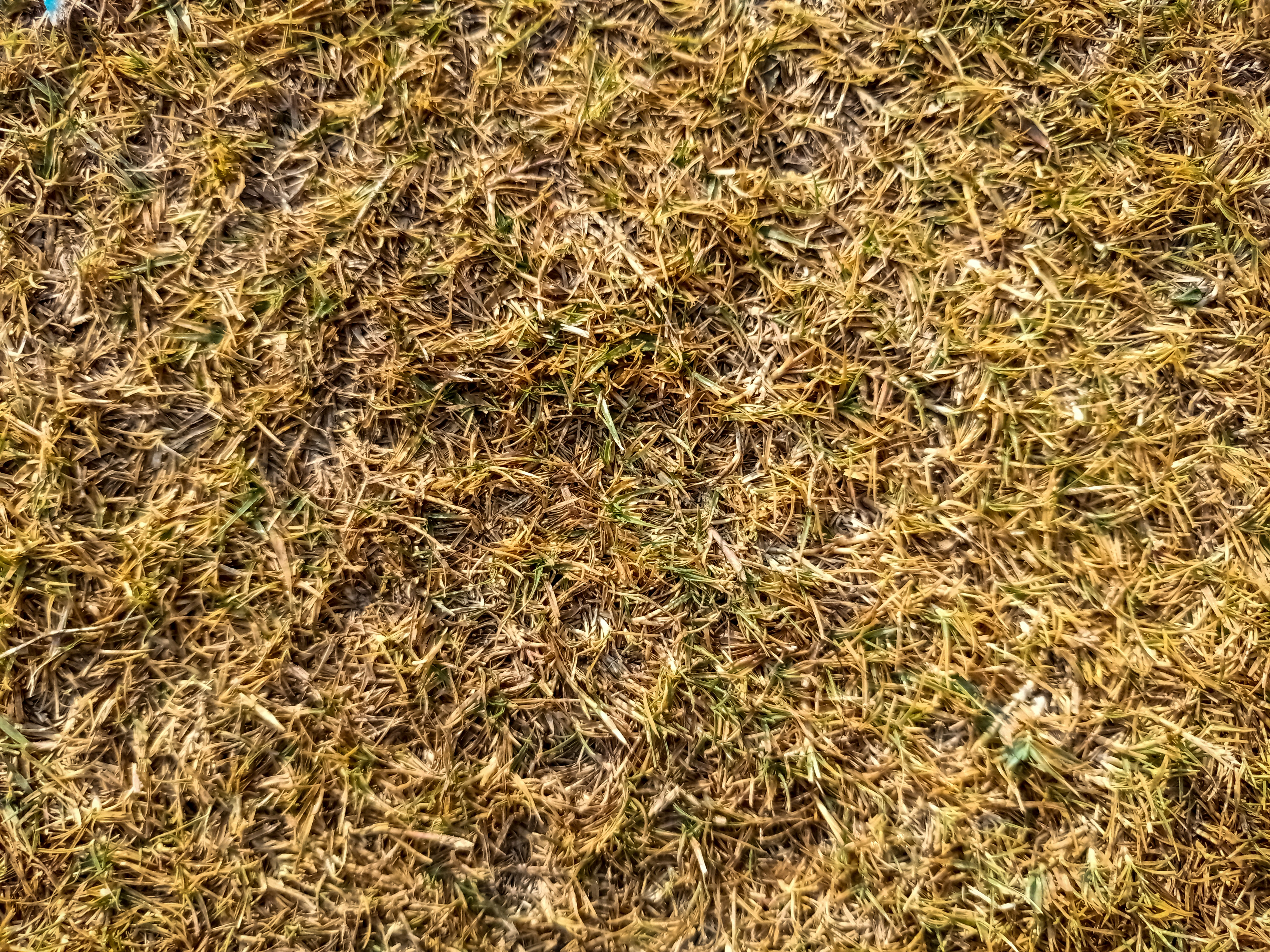 What Are Lawn Hot Spots?