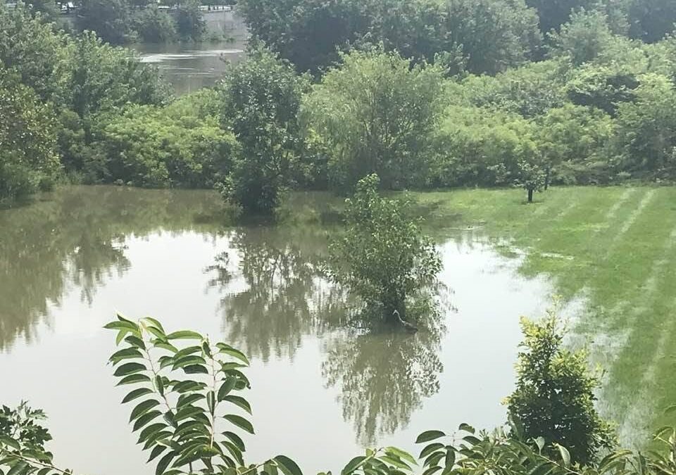 Is Flooding Ruining Your Lawn?